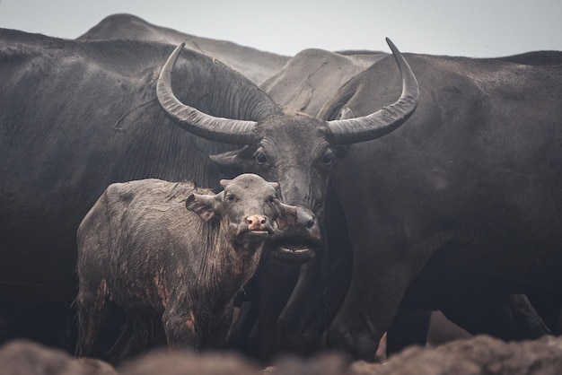 Images of Thai buffaloes that were grown for use in agriculture