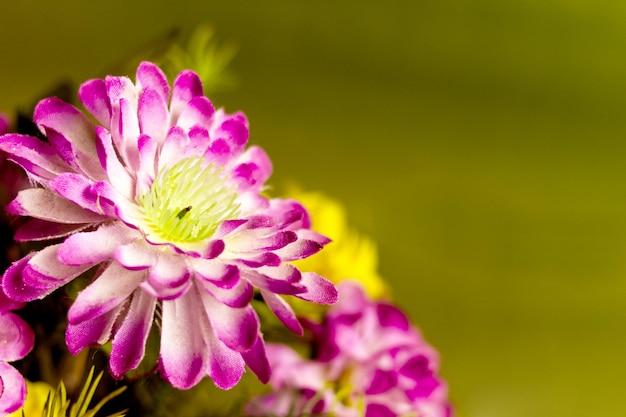 Imitation of colorful flower beautiful flower with blurred background