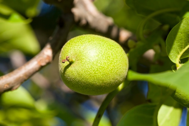 Immature crop of walnuts on tree branches in the spring, closeup of nuts on an organic plantation