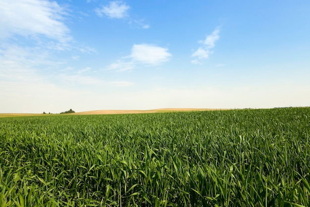 Immature green grass closeup and blue sky