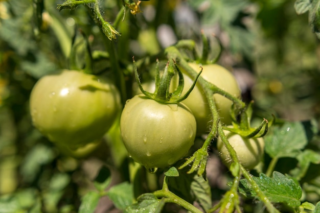 Immature tomatoes on a branch. 