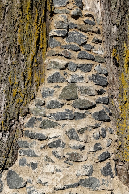 Immured tree trunk with stones and concrete a crack in the trunk of an old tree sealed with masonry