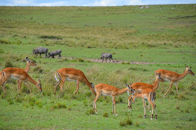 Impala antelope with warthogs in the savanna Masai Mara National Park Kenya Africa