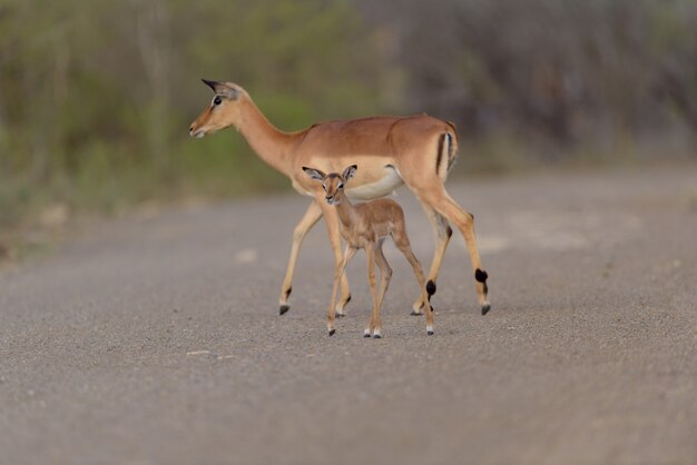 Impala antelope