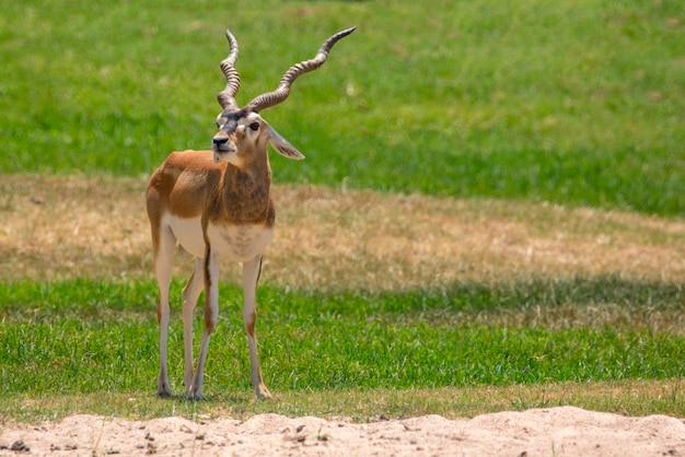 impala male (Aepyceros melampus). Wild Animals.