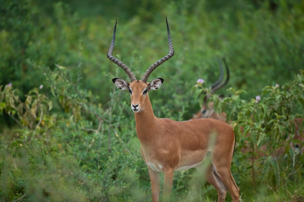 Impala Munching in the Savannah