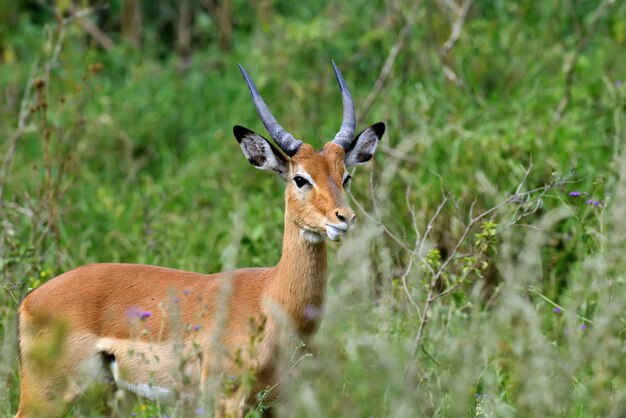 Impala on savanna in National park of Africa, Kenya