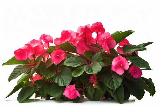 Impatiens Flower tropical garden nature backdrop on white background