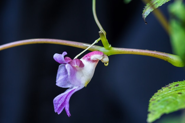 Photo impatiens psittacina, known variously as the