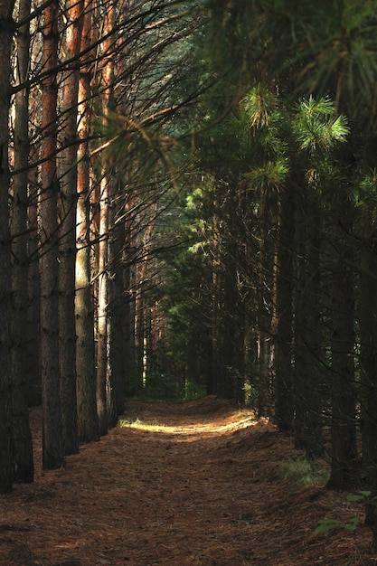 Impenetrable pine forest with rare bright rays of the sun russia siberia