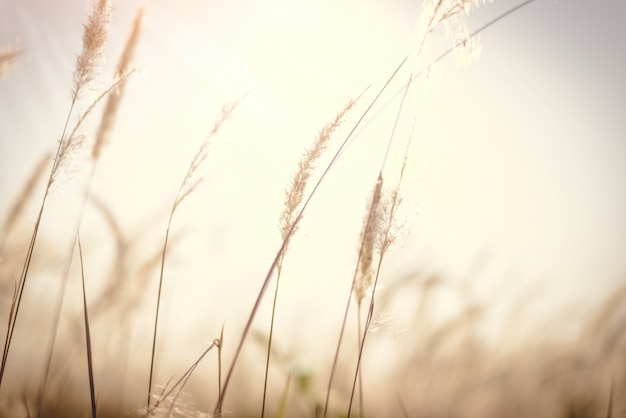 Imperata cylindrica Beauv of Feather grass in nature