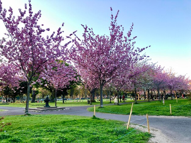 Impressive landscape of spectacular alley with Cherry blossom trees, Herbert park, Dublin, Ireland