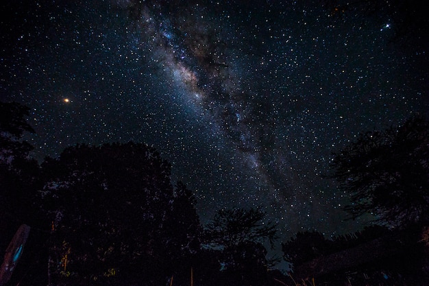 The impressive milky way and some trees in the Masai Mara national park. Kenya