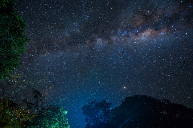 The impressive milky way and some trees in the Masai Mara national park. Kenya