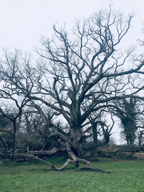 Impressive Old King Oak, a tree in the grounds of Charleville Castle, Tullamore in Ireland