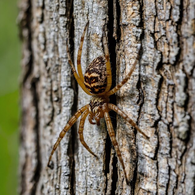 Photo impressive spider photos featuring diverse species