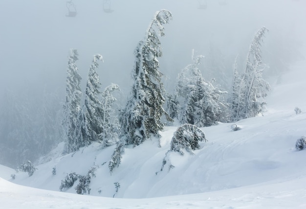 Inclined icy snowy fir trees on winter morning hill and chairs of ski lift in fog.