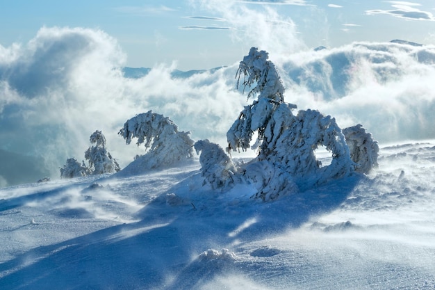 Inclined icy snowy fir trees on winter morning hill in cloudy misty weather