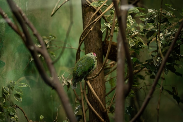 incredible green bird watching with an interested gaze