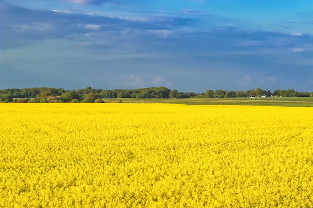 Incredible landscape with a yellow field of radish on a sunny day against the blue sky with clouds.