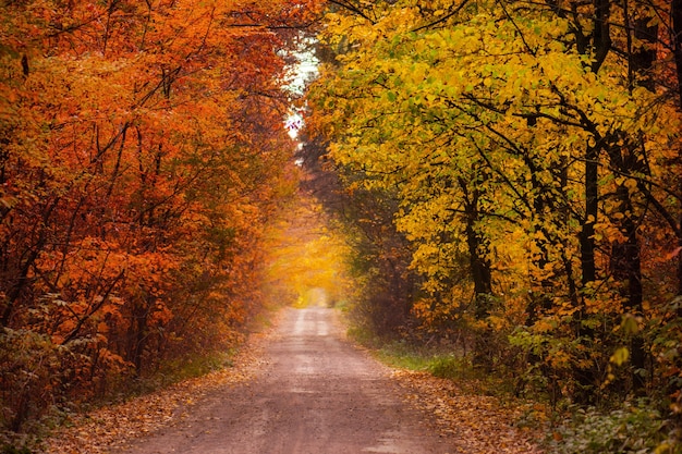 Incredible view on autumn forest. Beautiful forest landscape at sunrise