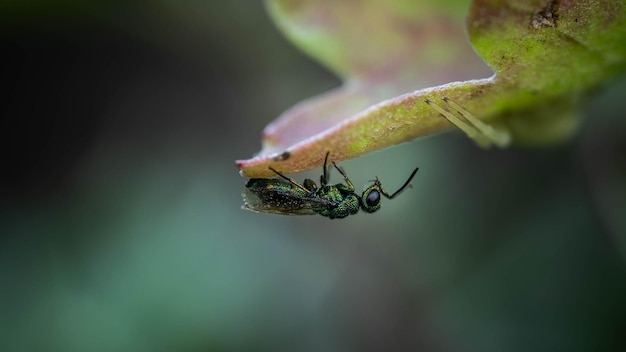 Incredibly beautiful bright wasp wasp resting on a leaf