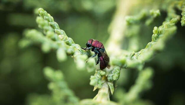 Incredibly beautiful bright waspglistening on a grass