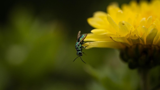 Incredibly beautiful bright waspglistening on a yellow chrysanthemum