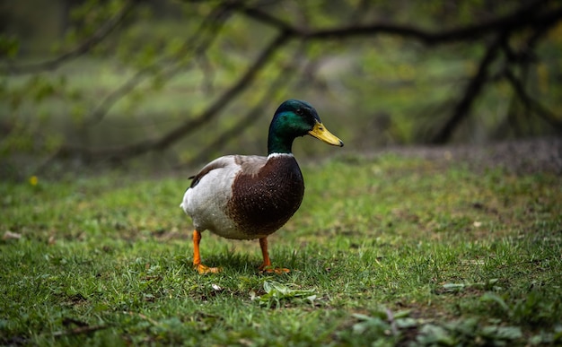 Incredibly beautiful colorful cute drake