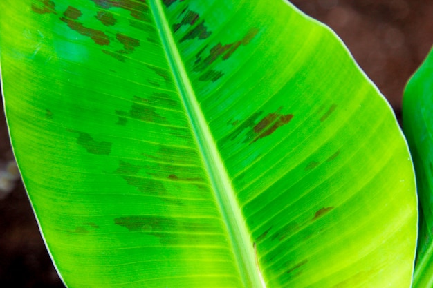 Indian banana field