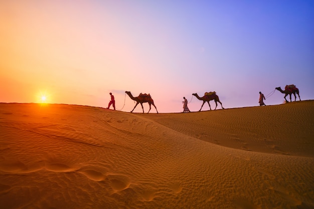 Indian cameleers camel driver with camel silhouettes in dunes on sunset. Jaisalmer, Rajasthan, India