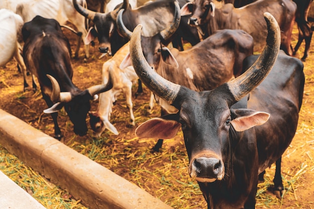 indian dairy farming, indian cattle