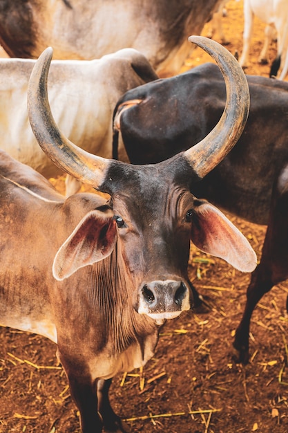 indian dairy farming, indian cattle