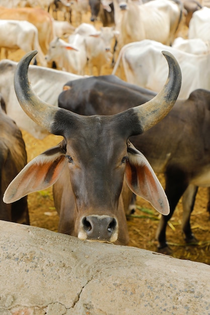 Photo indian dairy farming, indian cattle