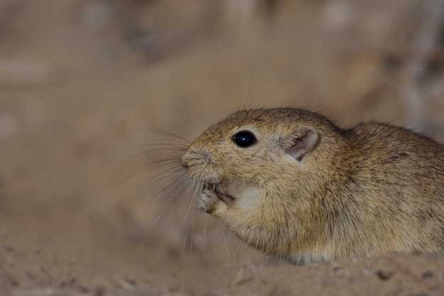 The Indian desert jird or Indian desert gerbil is a species of jird found mainly in the rohi Desert