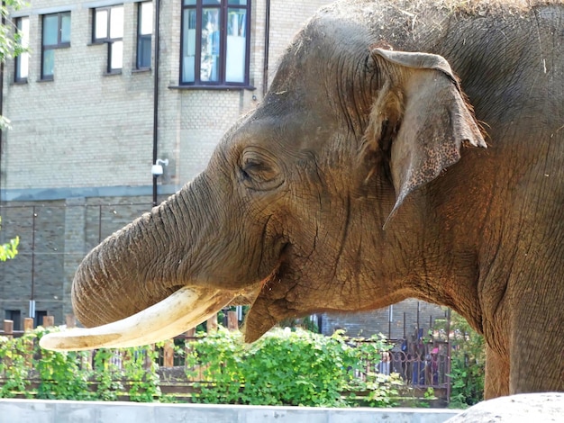 Indian elephant eating leaves in the zoo Close up