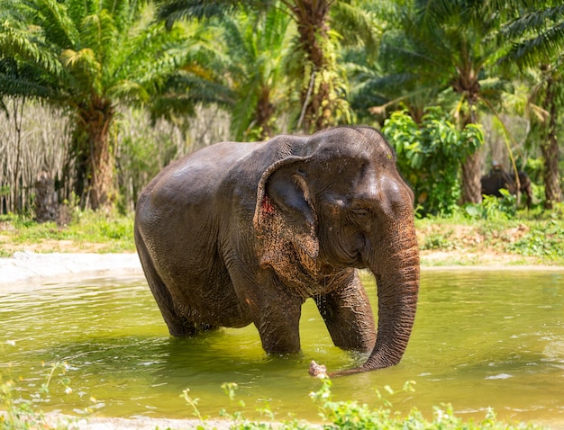 Indian elephants in natural habitat Wild elephant in water Wildlife scene in nature habitat Asian Elephant in a nature river at deep forest in Thailand