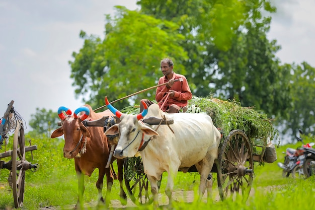 Indian farmer on bull cart