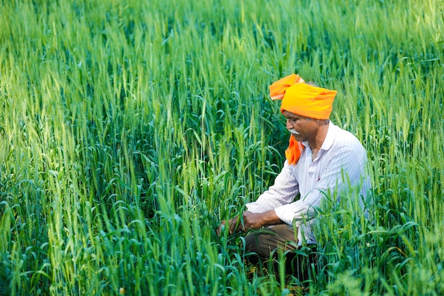 Indian farmer at golden wheat field