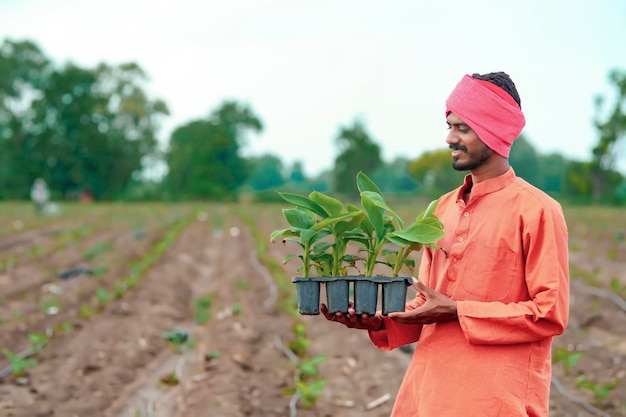 Indian farmer holding and showing banana plant at agriculture field