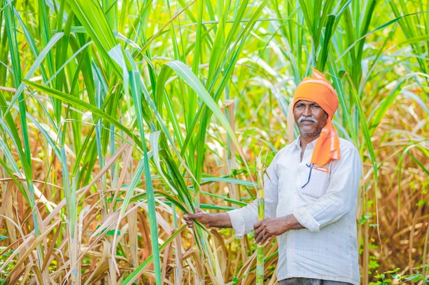 Indian farmer at sugarcane  field