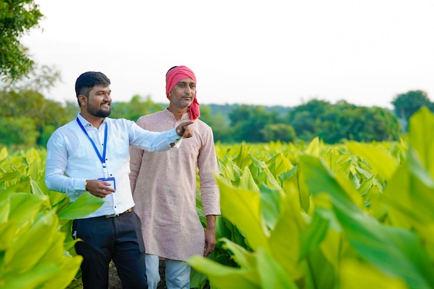 Indian farmer with young indian banker or agronomist at green turmeric field