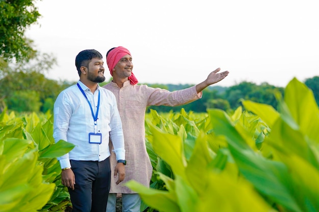 Indian farmer with young indian banker or agronomist at green turmeric field