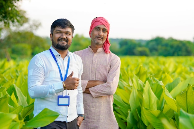 Indian farmer with young indian banker or agronomist at green turmeric field