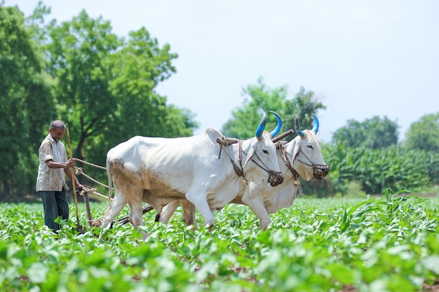 Indian farming technique