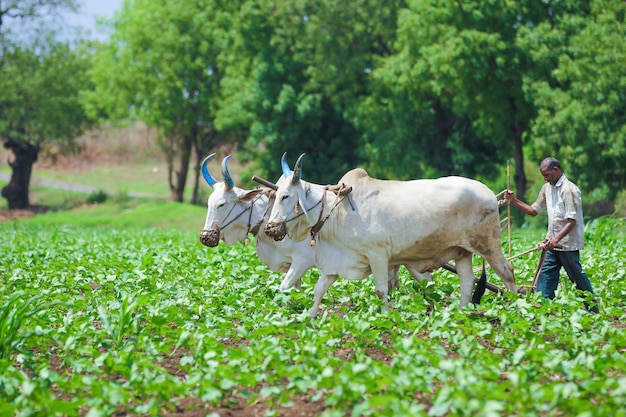 Indian farming technique