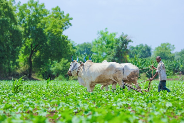 Indian farming technique