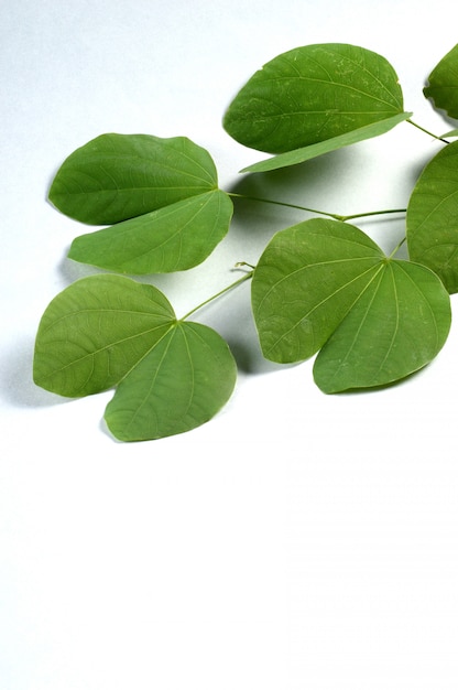 Indian Festival Dussehra, showing golden leaf on grey space. Greeting card.