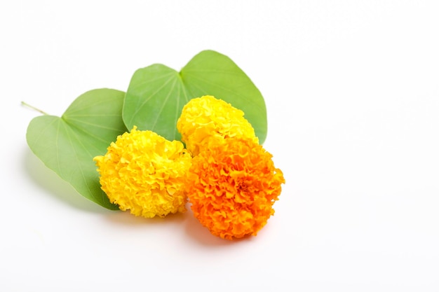 Indian Festival Dussehra showing golden leaf Piliostigma racemosum and marigold flowers on white background