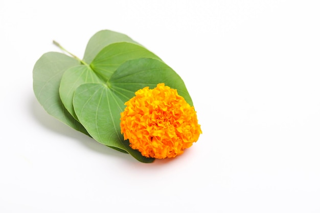 Indian Festival Dussehra showing golden leaf Piliostigma racemosum and marigold flowers on white background